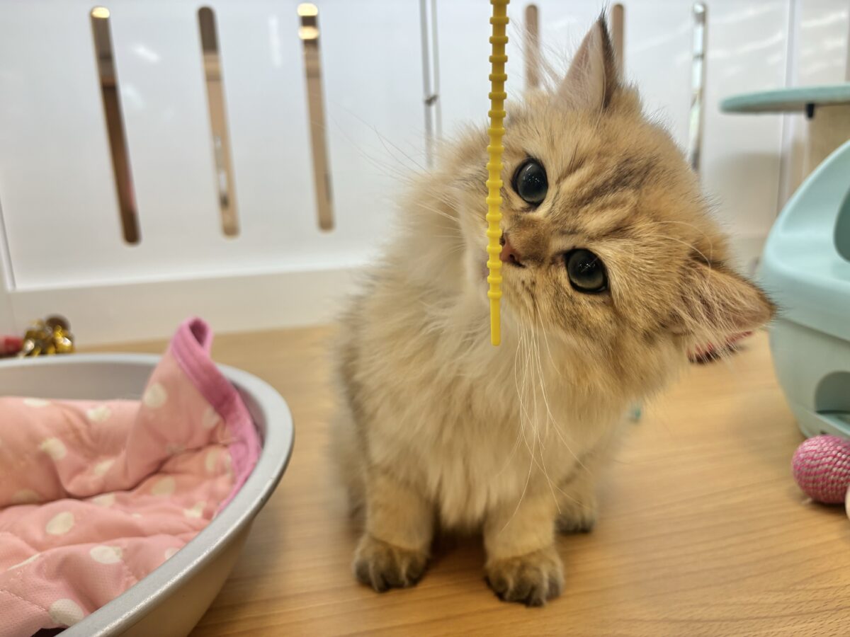 ブリティッシュショートヘア