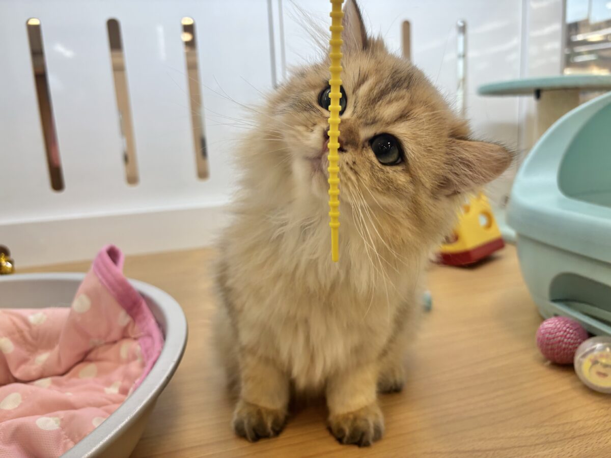 ブリティッシュショートヘア