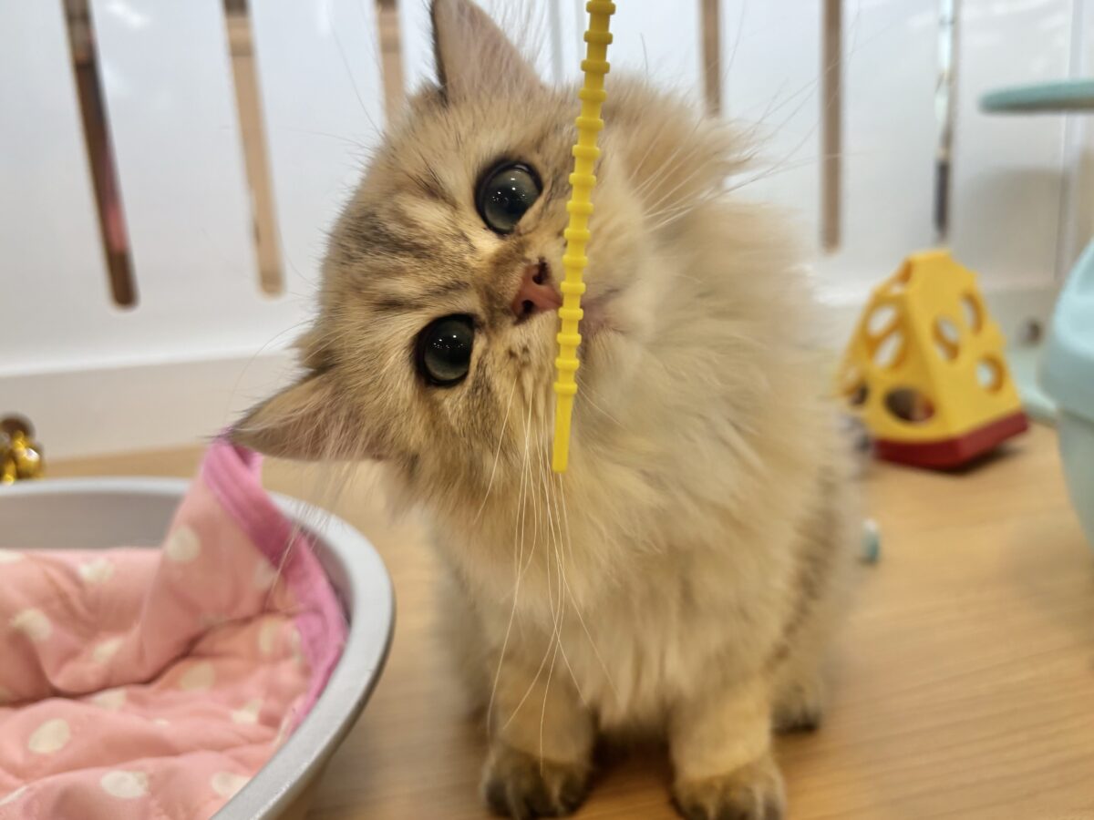 ブリティッシュショートヘア