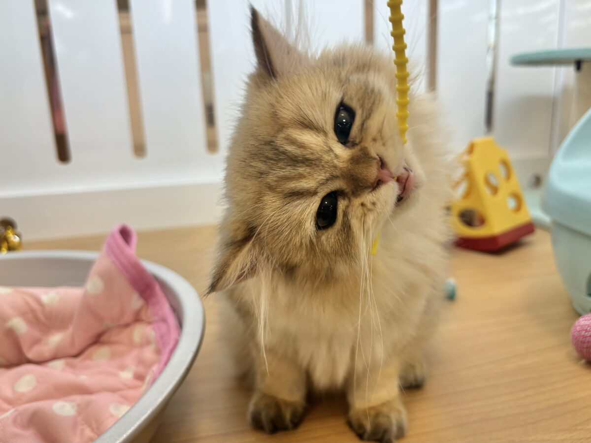 ブリティッシュショートヘア