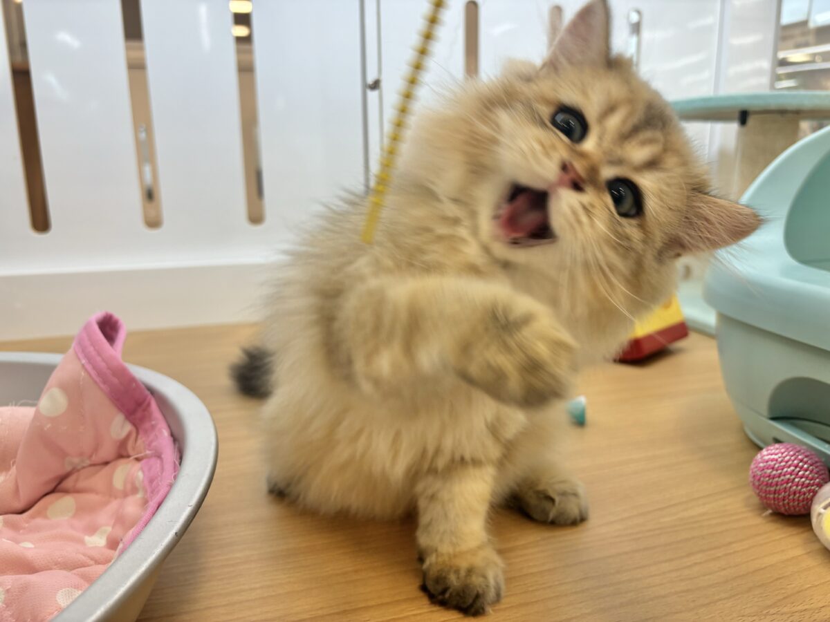 ブリティッシュショートヘア
