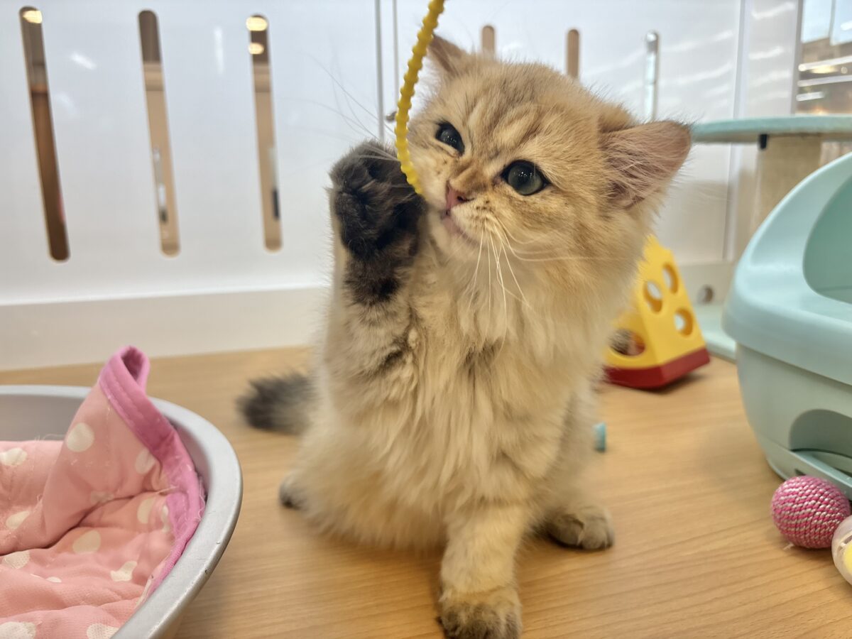 ブリティッシュショートヘア