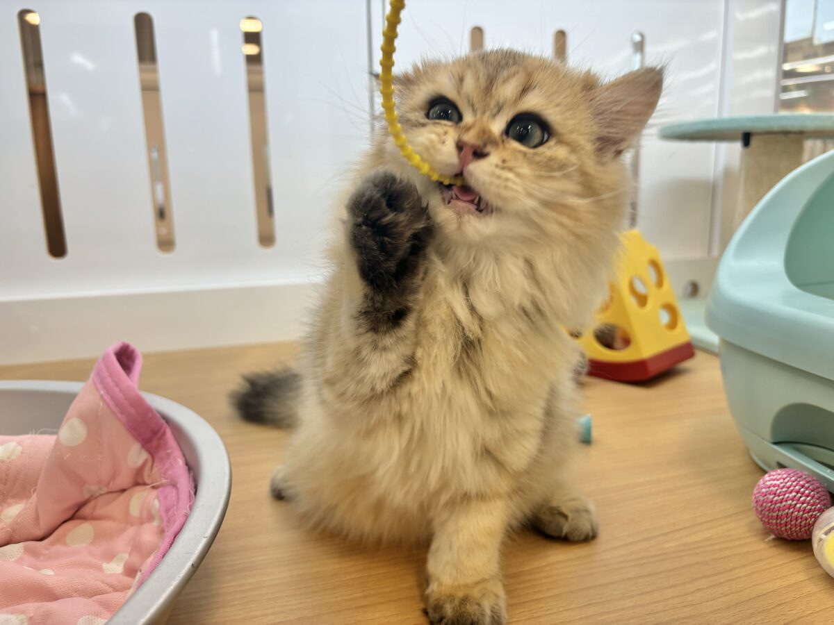 ブリティッシュショートヘア