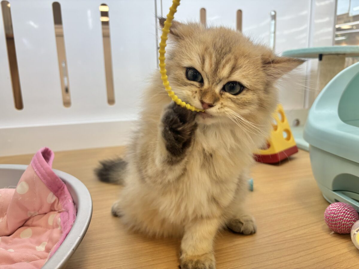 ブリティッシュショートヘア