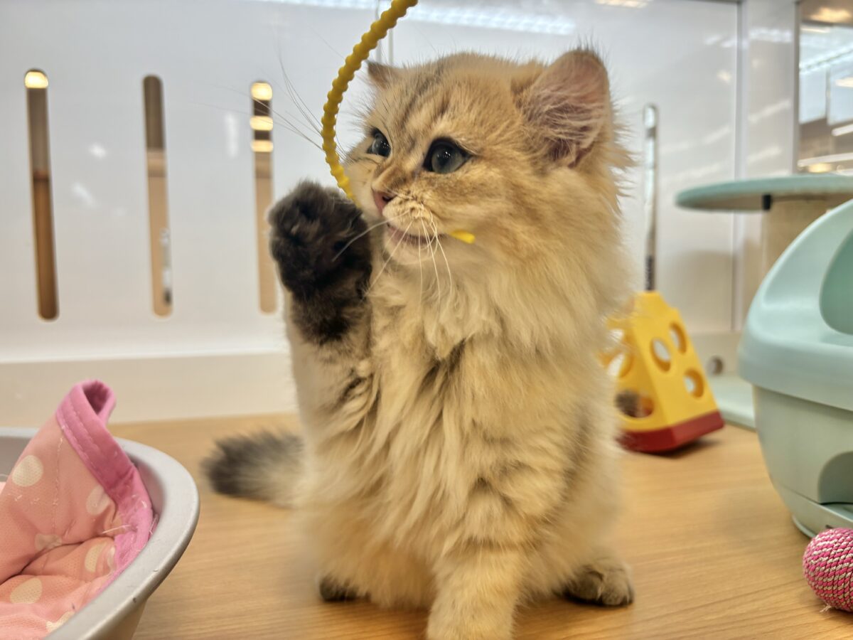 ブリティッシュショートヘア