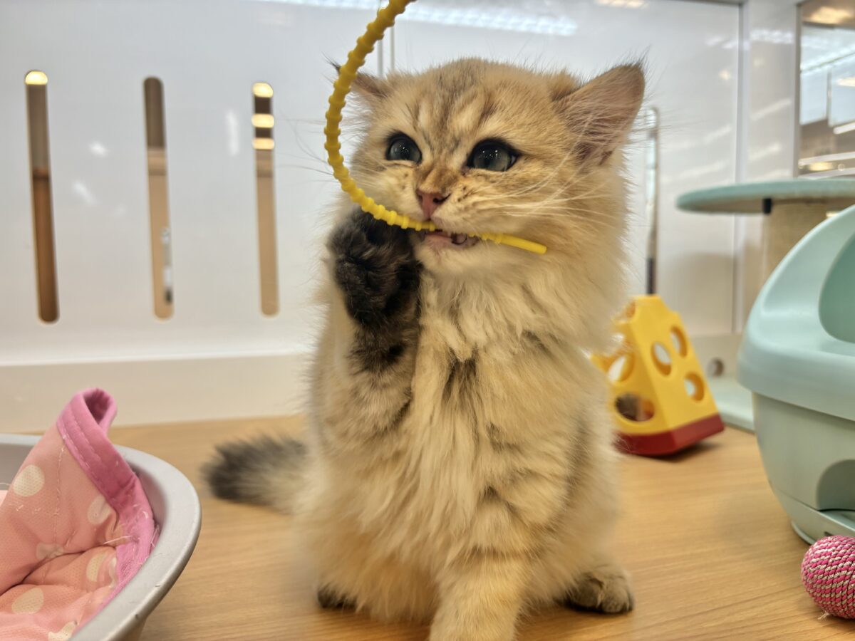 ブリティッシュショートヘア