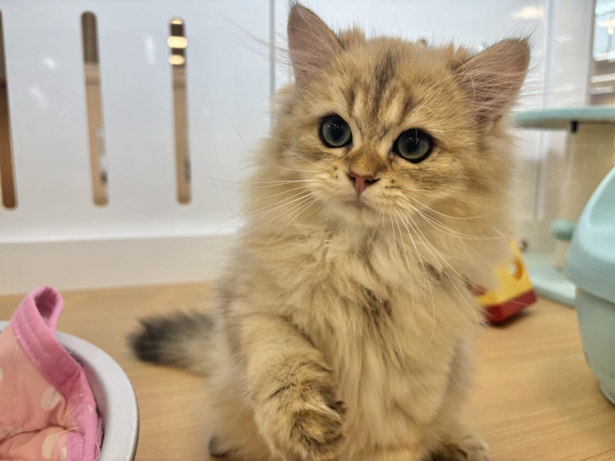 超ホヤホヤ最新画像✨ピピッー！その可愛さアウト！ブリティッシュロングヘアーくん！