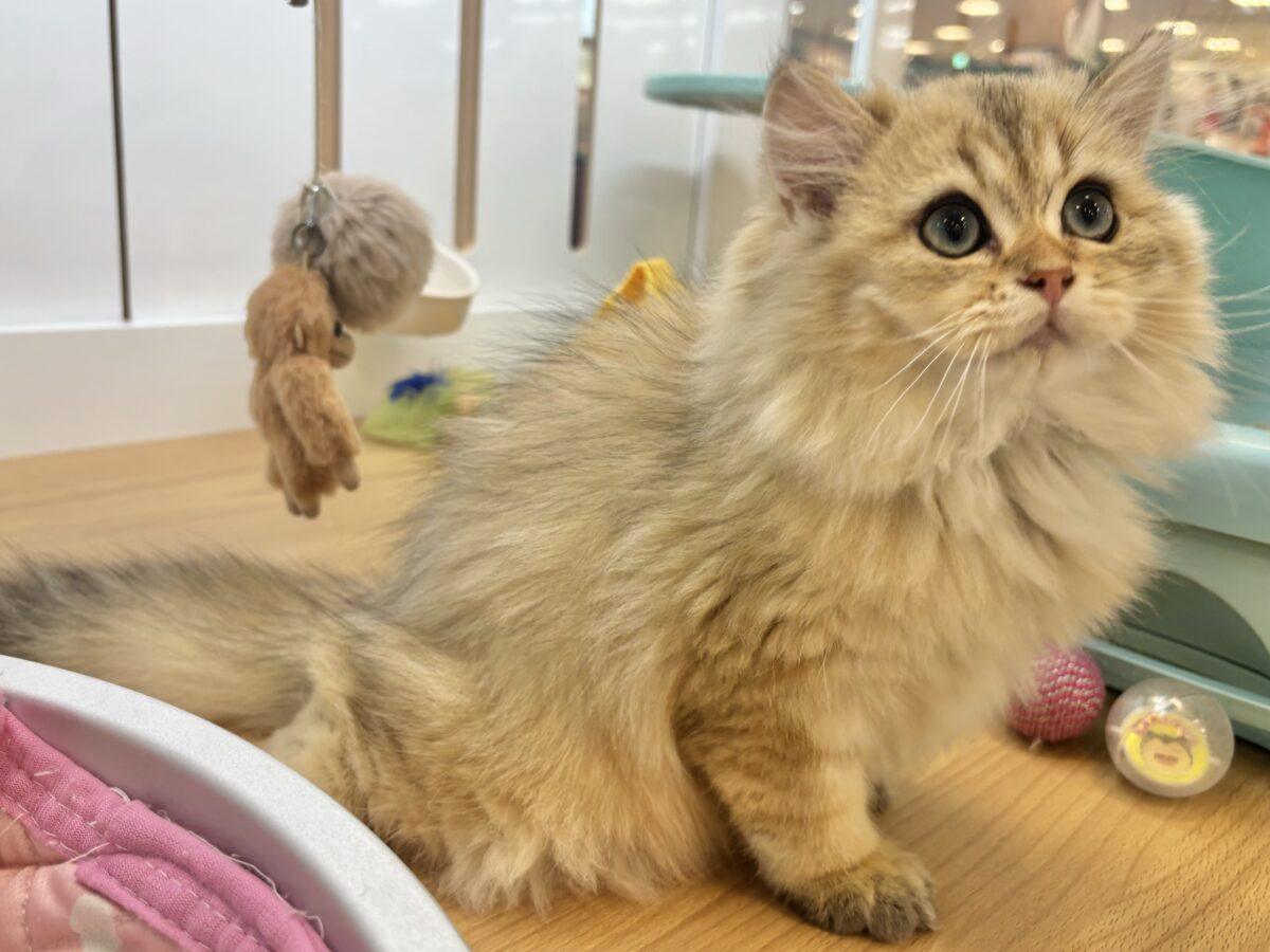 ブリティッシュショートヘア