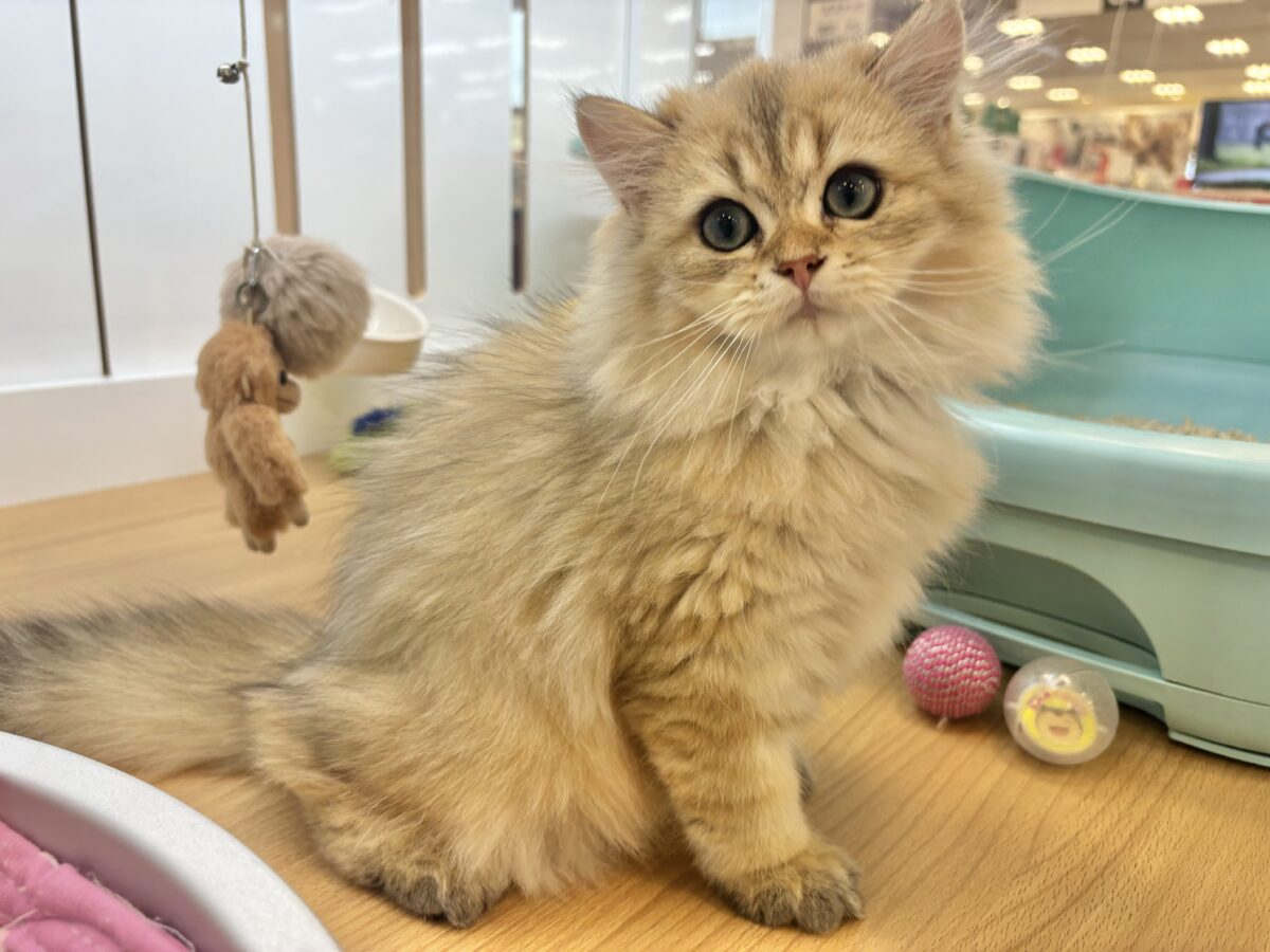 ブリティッシュショートヘア