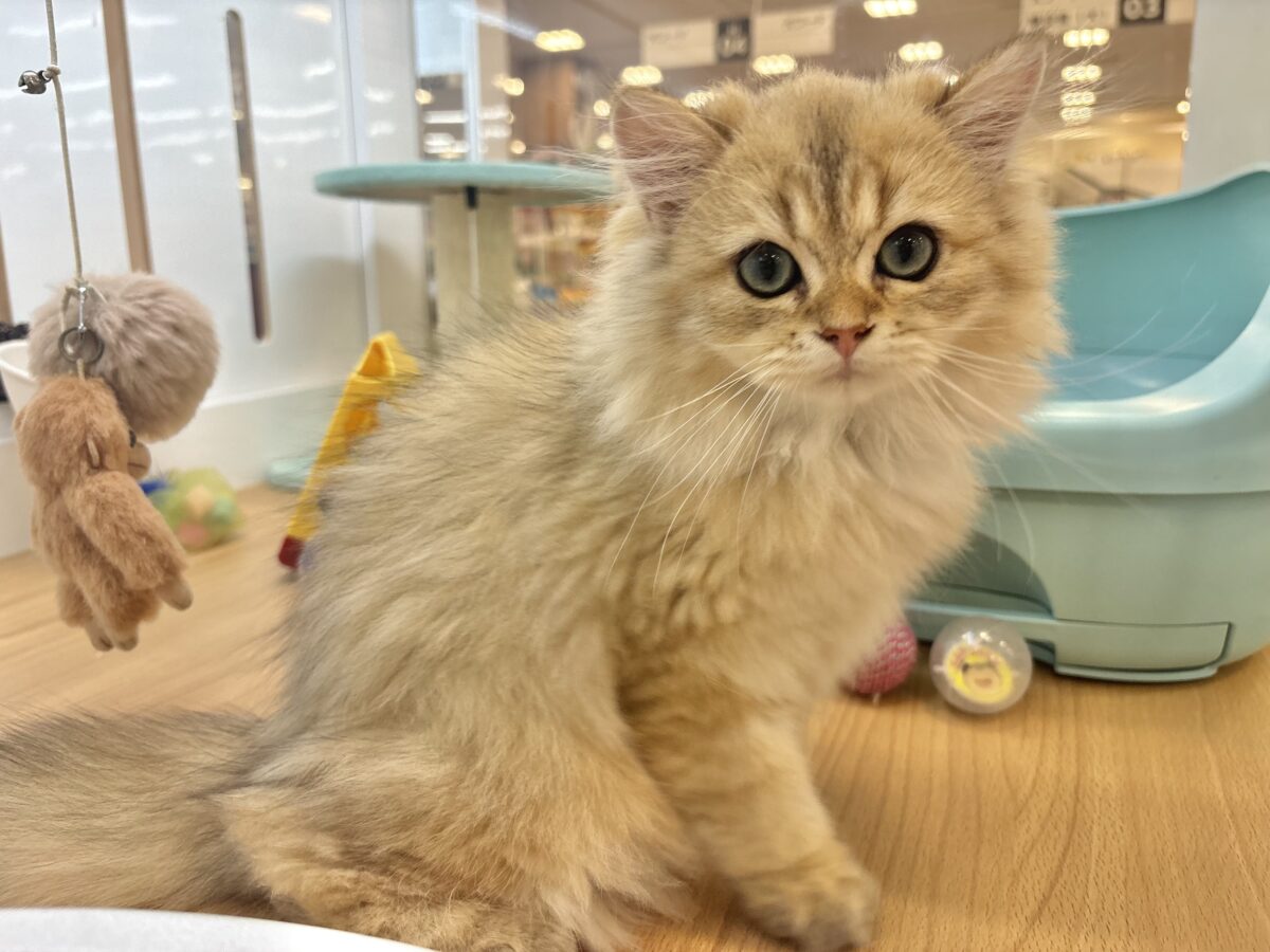 ブリティッシュショートヘア