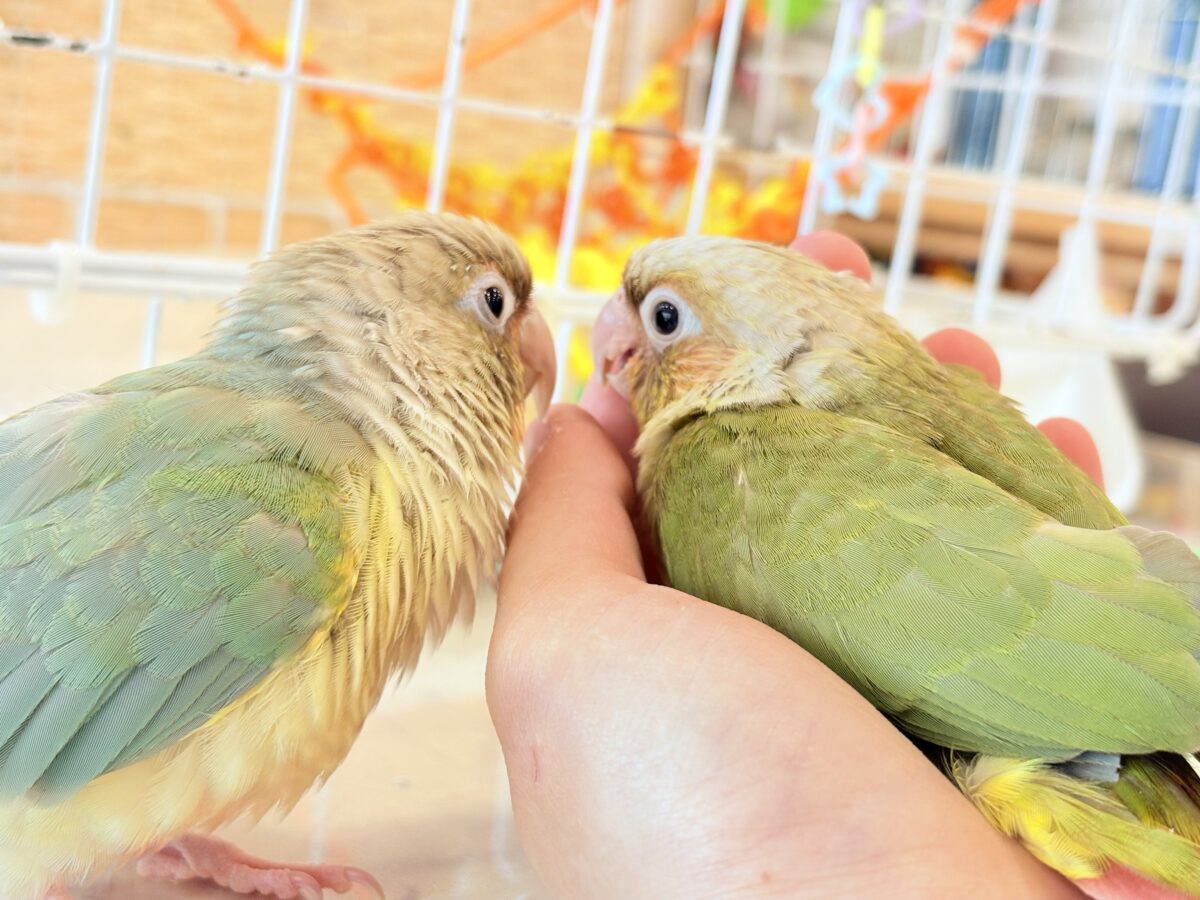 ホオミドリウロコインコ