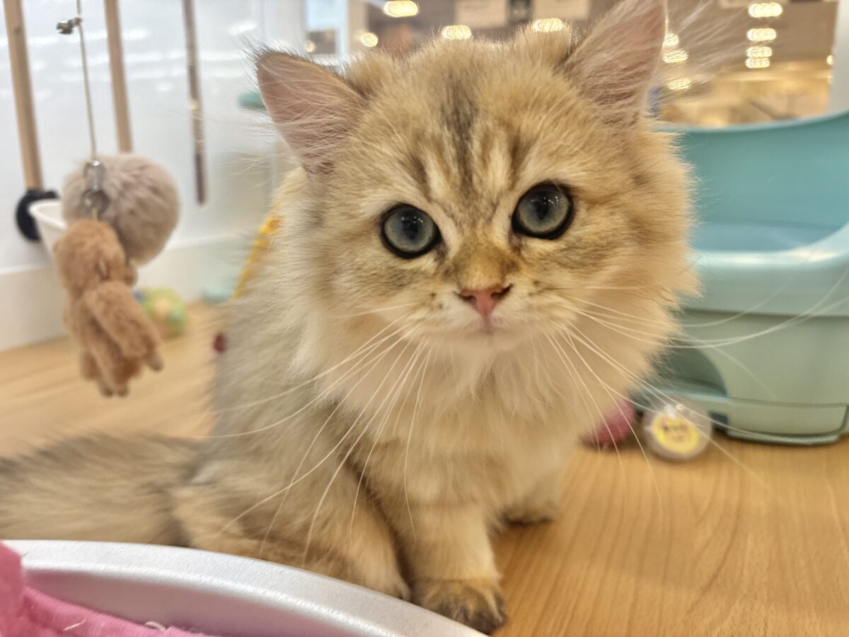 ブリティッシュショートヘア