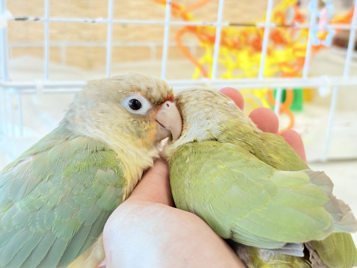 ホオミドリウロコインコ