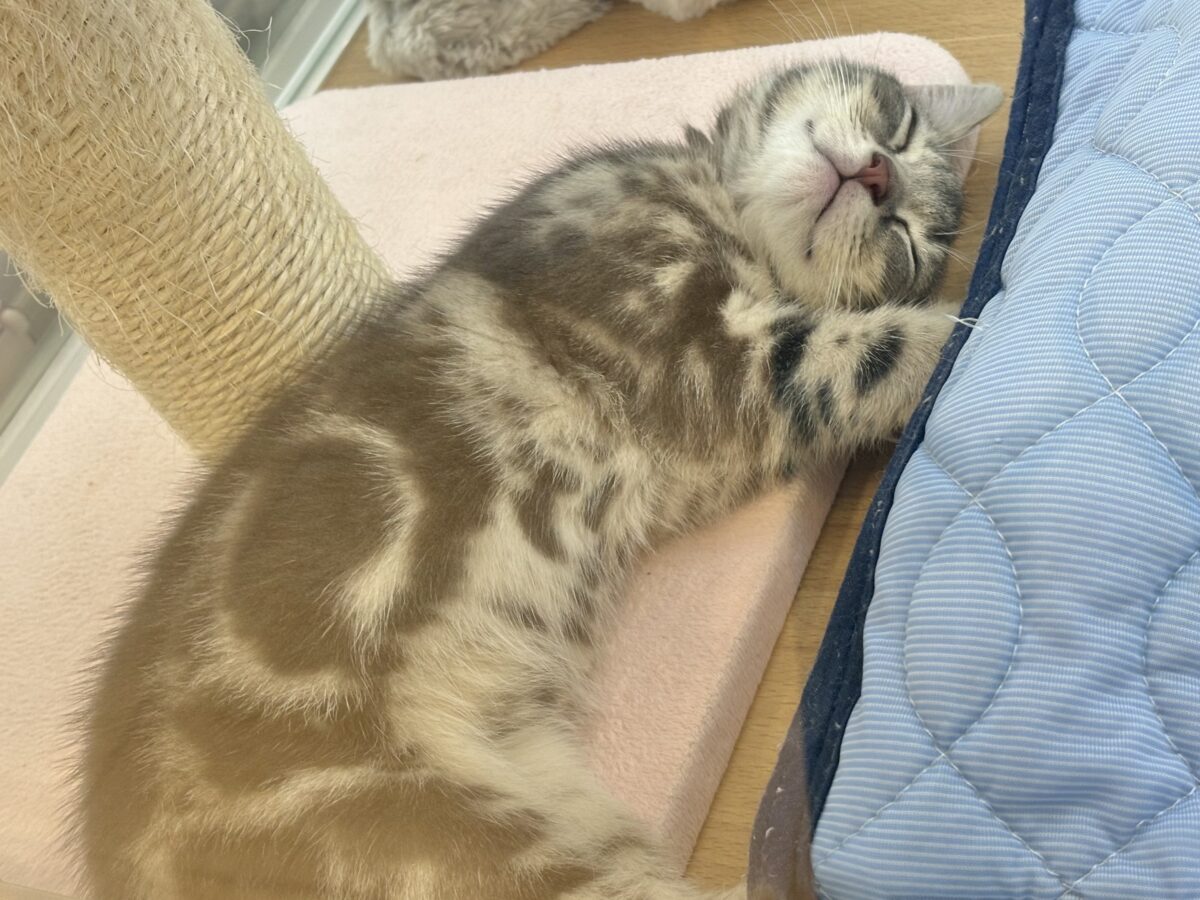 アメリカンショートヘア