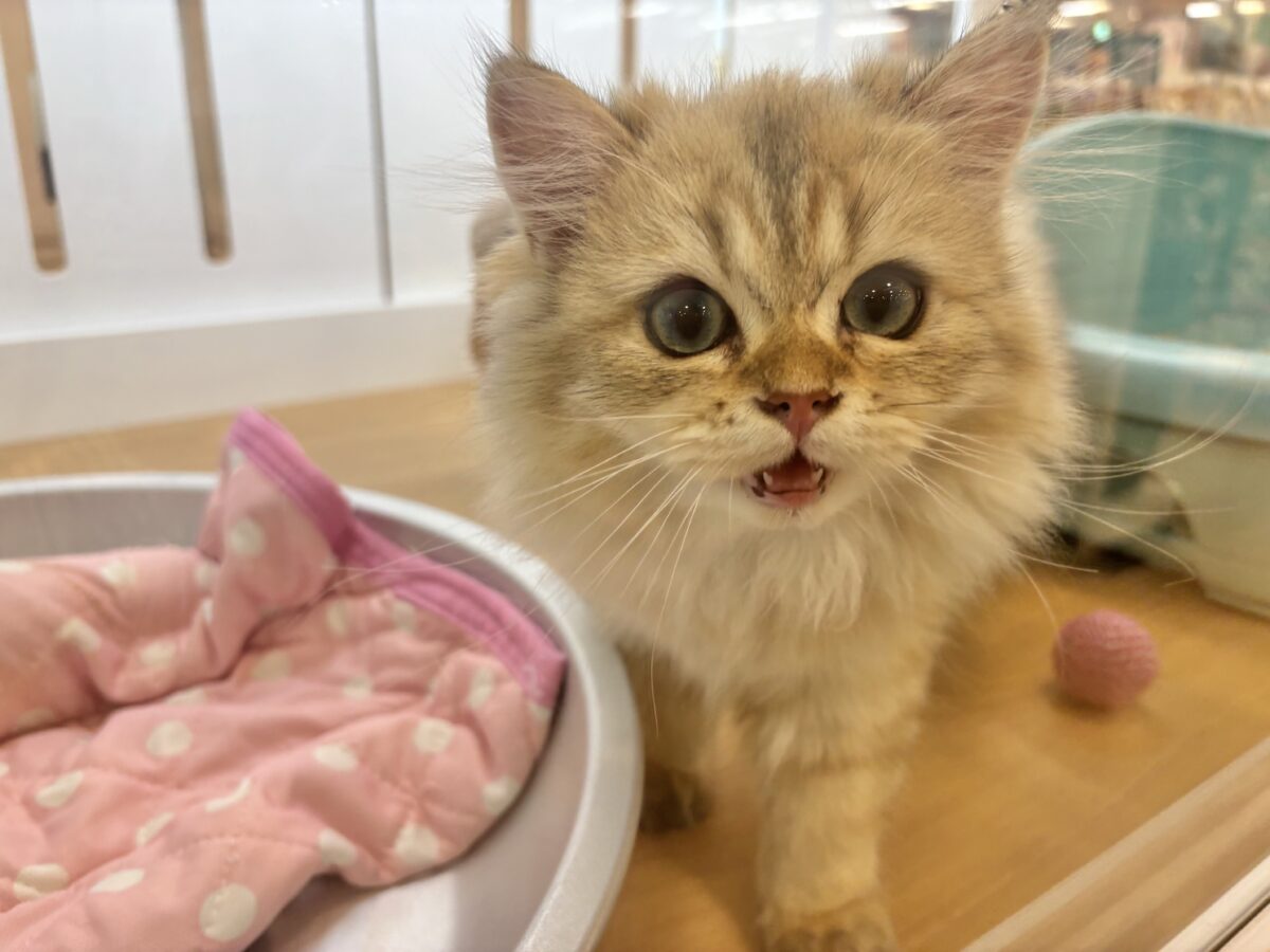 ブリティッシュショートヘア
