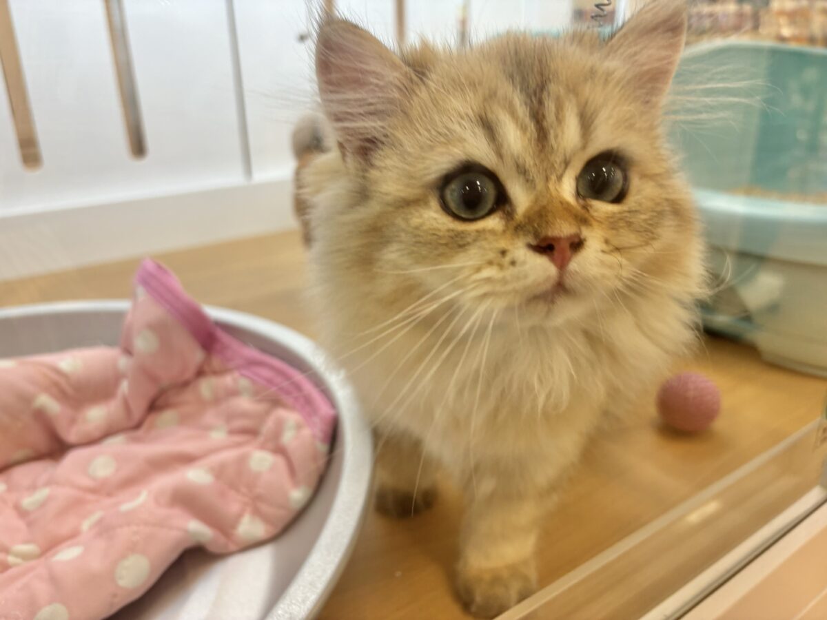 ブリティッシュショートヘア