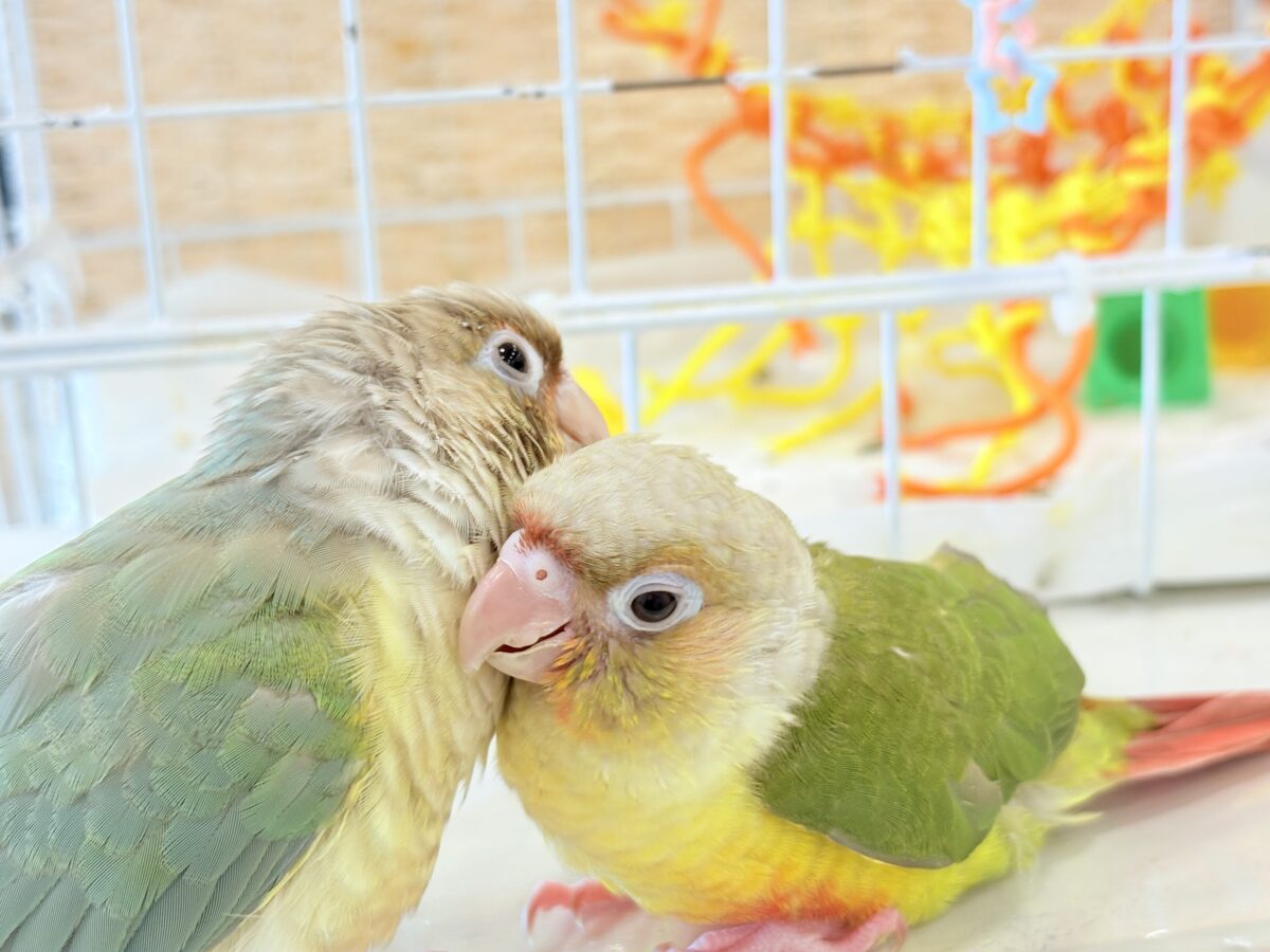 ホオミドリウロコインコ