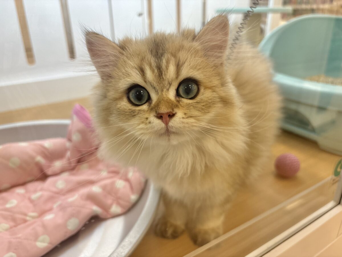 ブリティッシュショートヘア