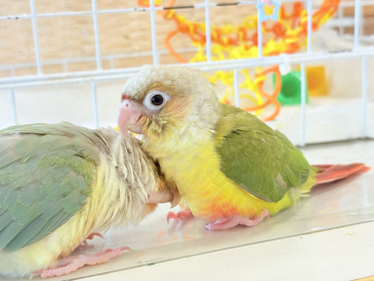 ホオミドリウロコインコ