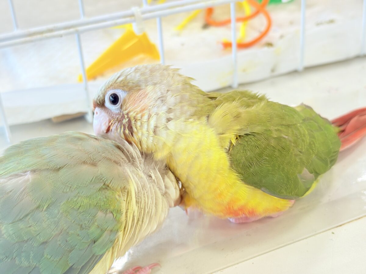 ホオミドリウロコインコ