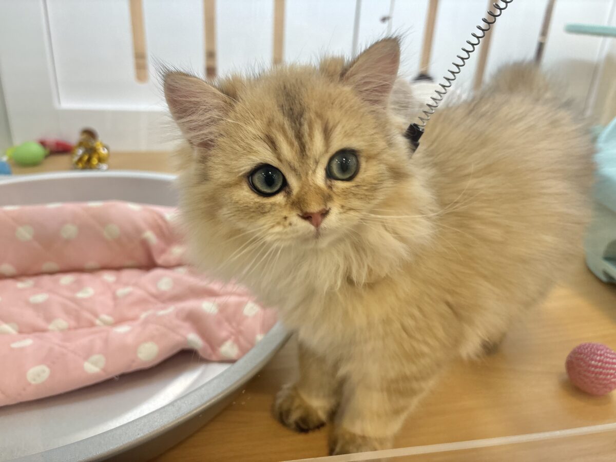 ブリティッシュショートヘア