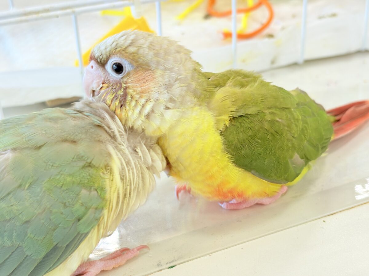 ホオミドリウロコインコ
