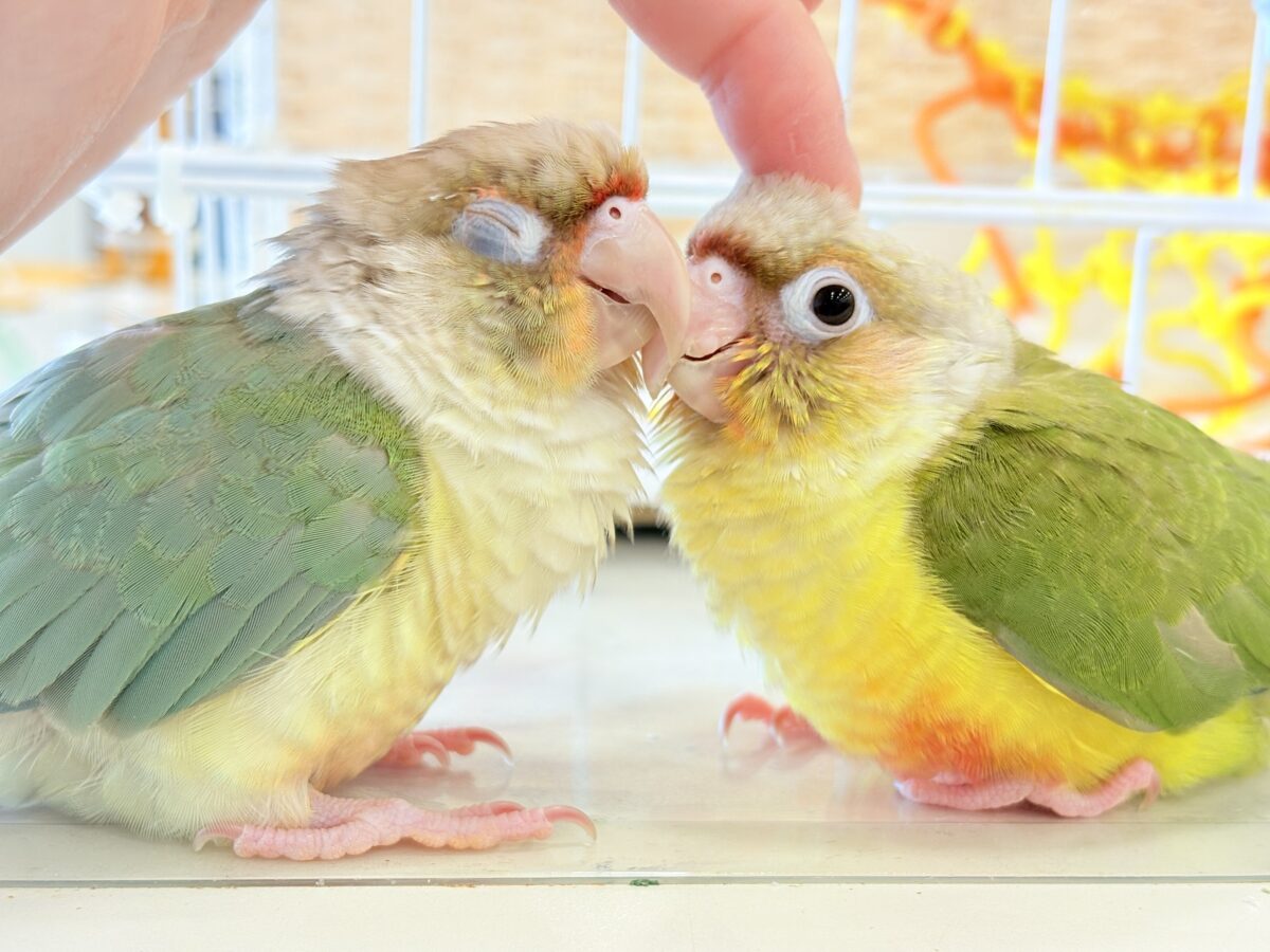 ホオミドリウロコインコ