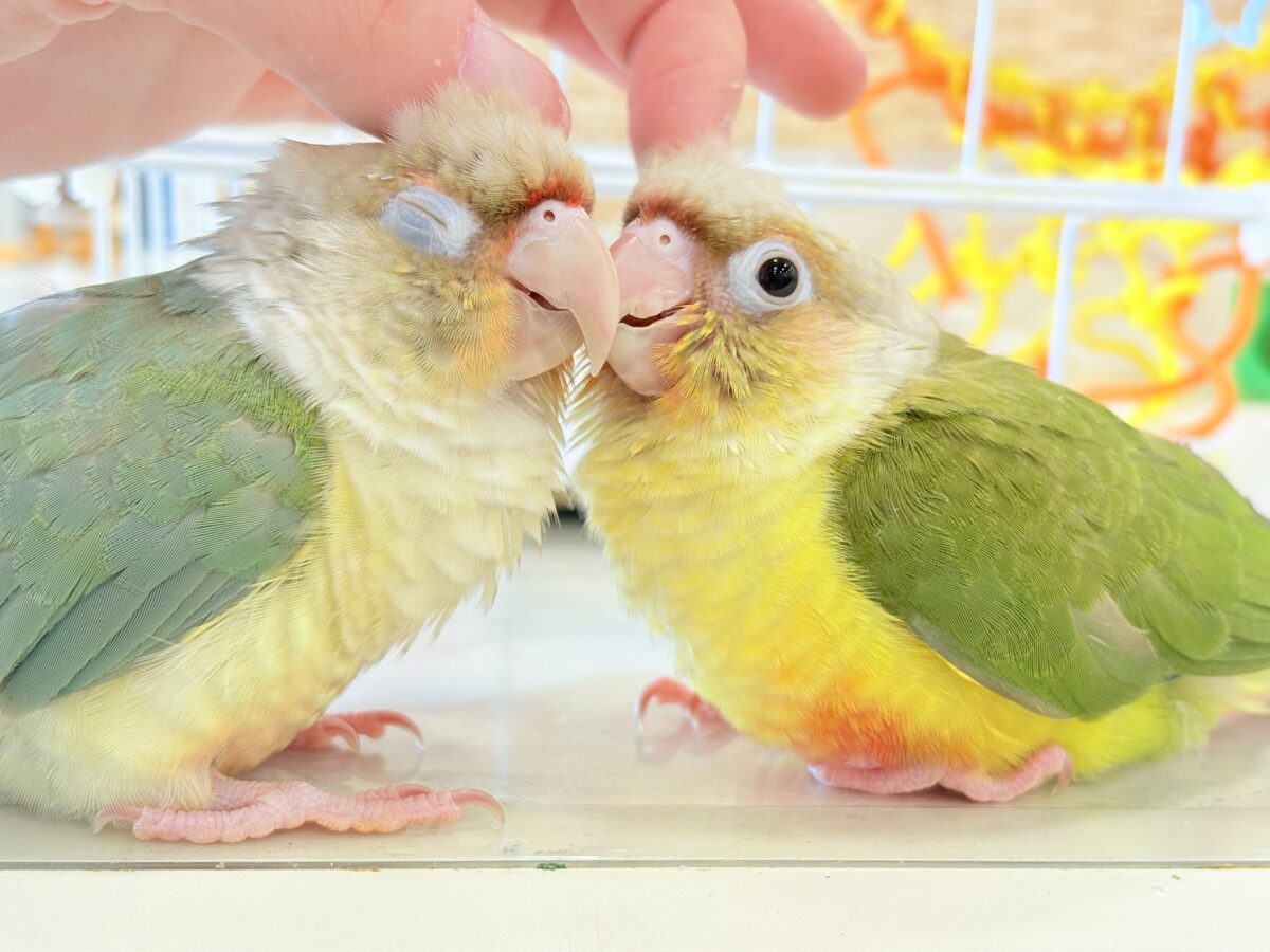 ホオミドリウロコインコ