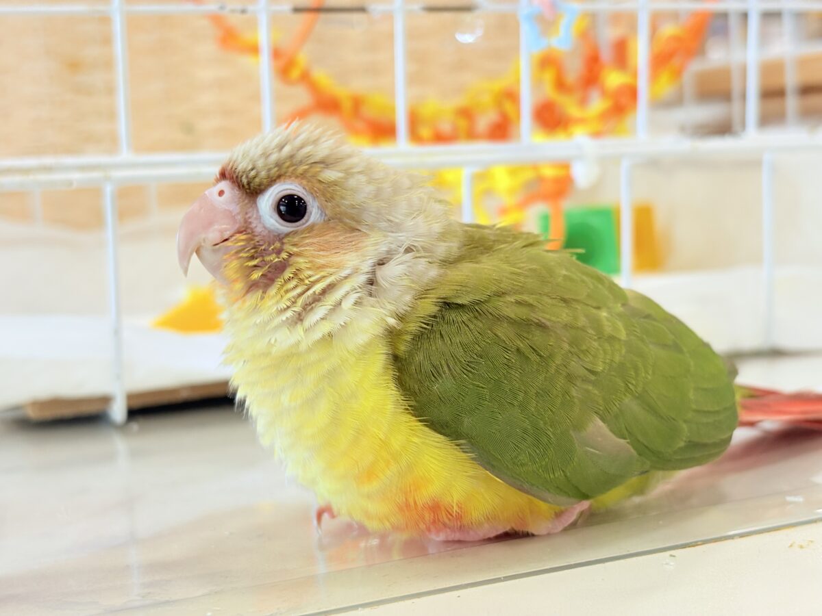 ホオミドリウロコインコ