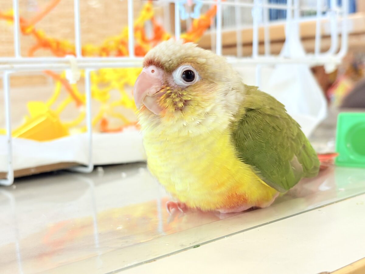 ホオミドリウロコインコ