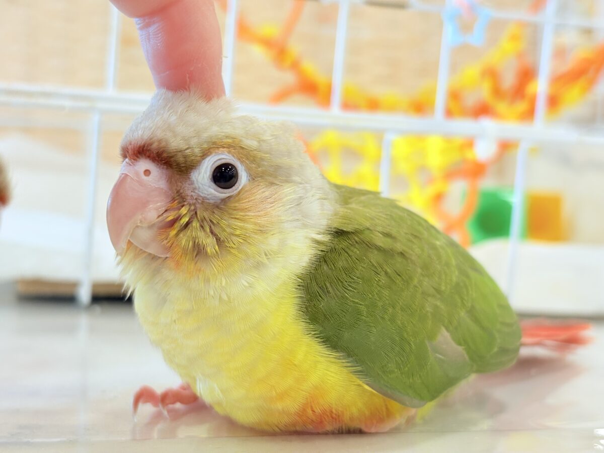 ホオミドリウロコインコ