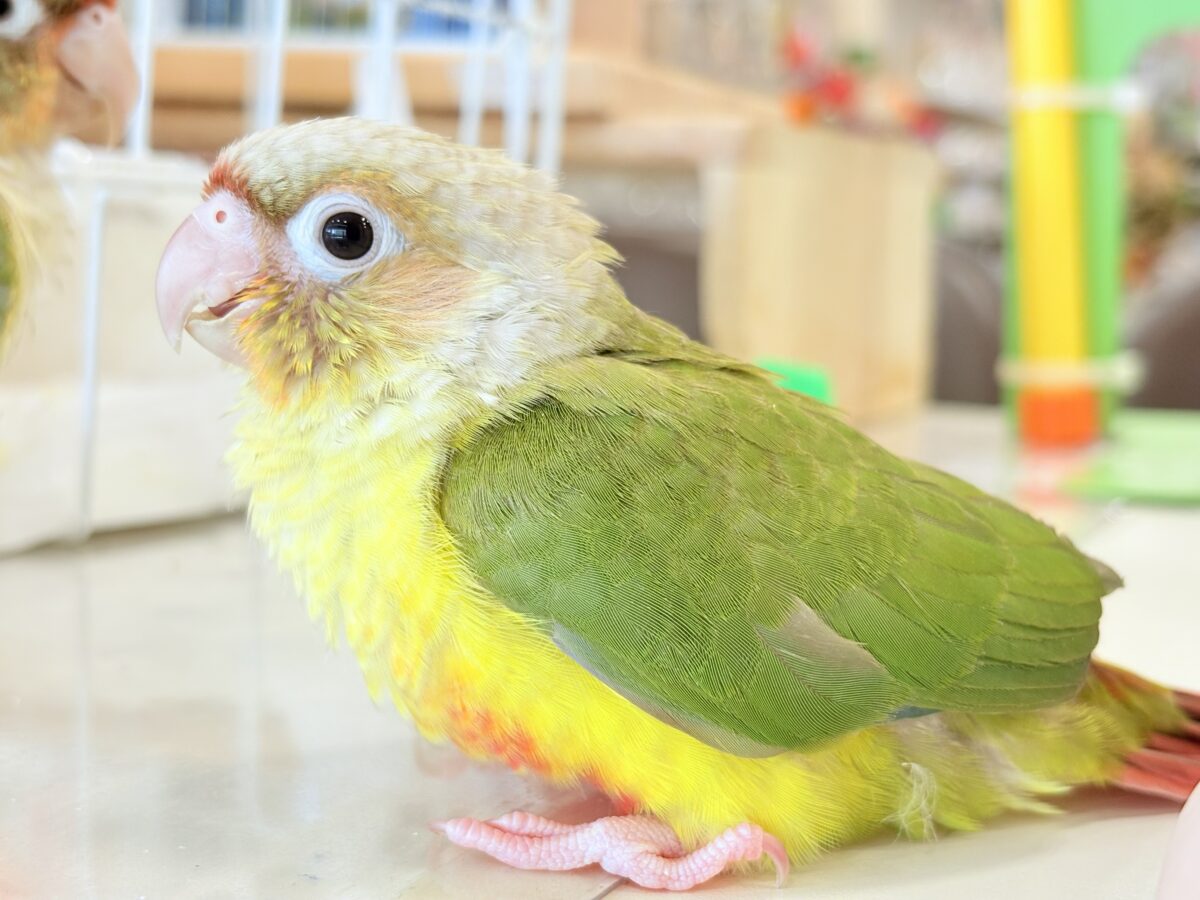 ホオミドリウロコインコ