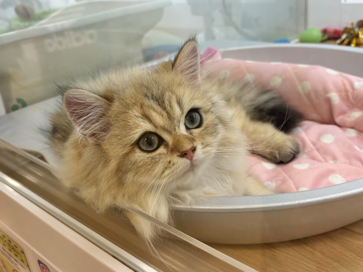ブリティッシュショートヘア