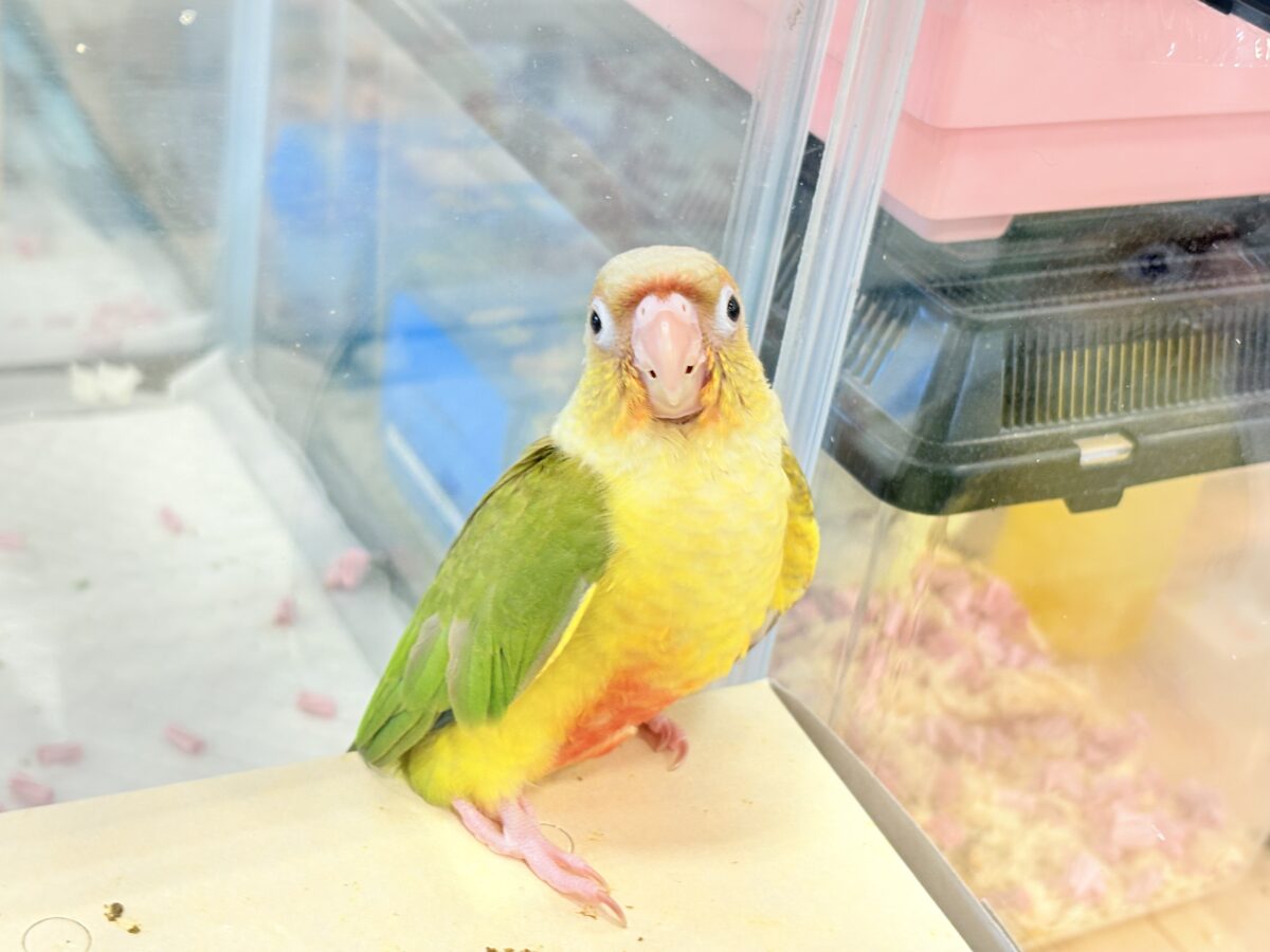 ホオミドリウロコインコ