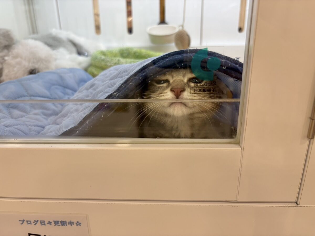 アメリカンショートヘア