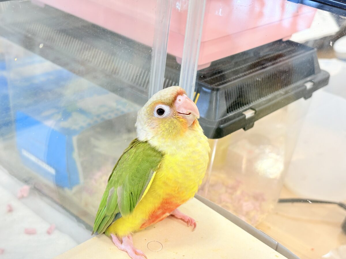 ホオミドリウロコインコ