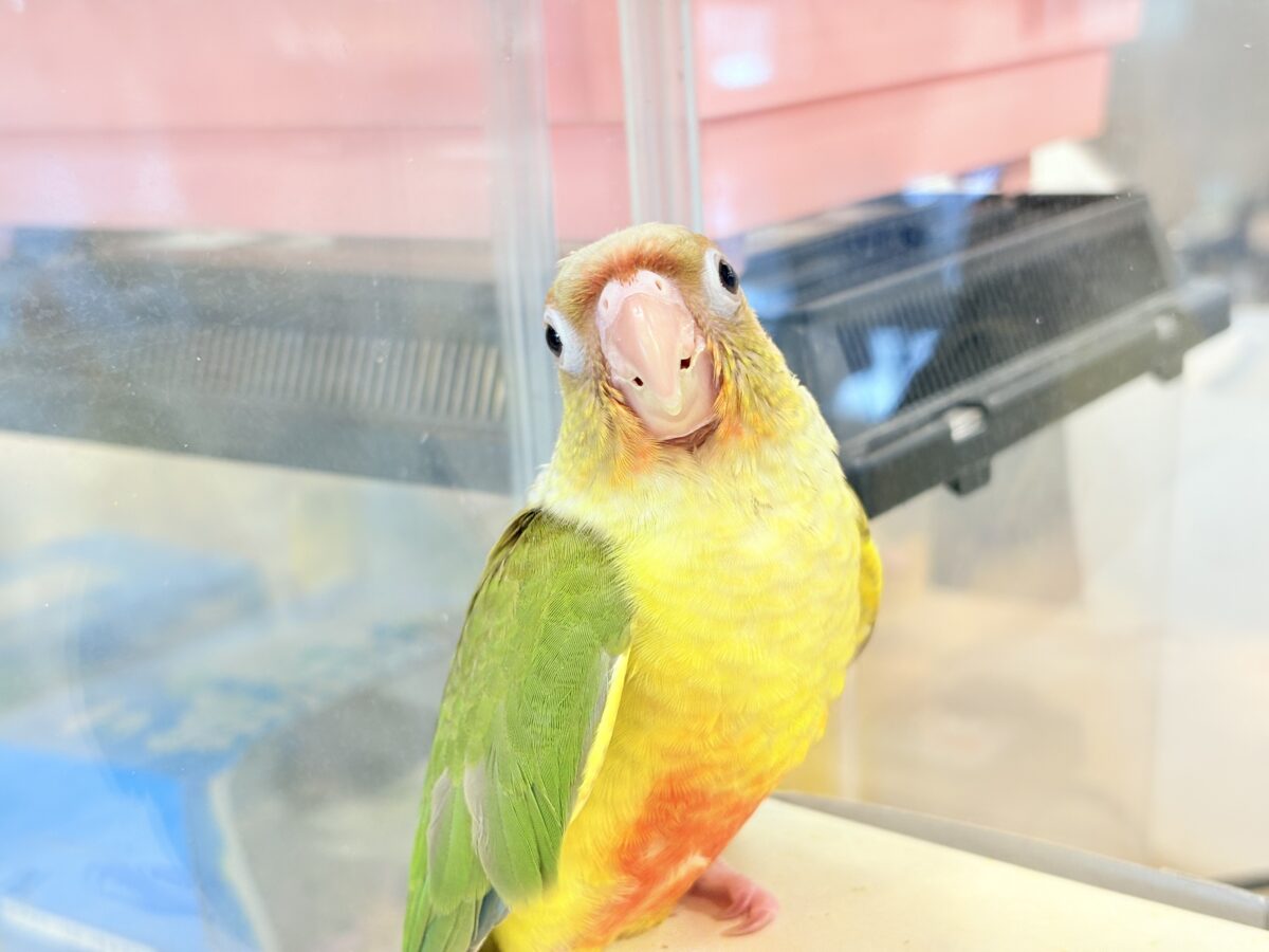 ホオミドリウロコインコ