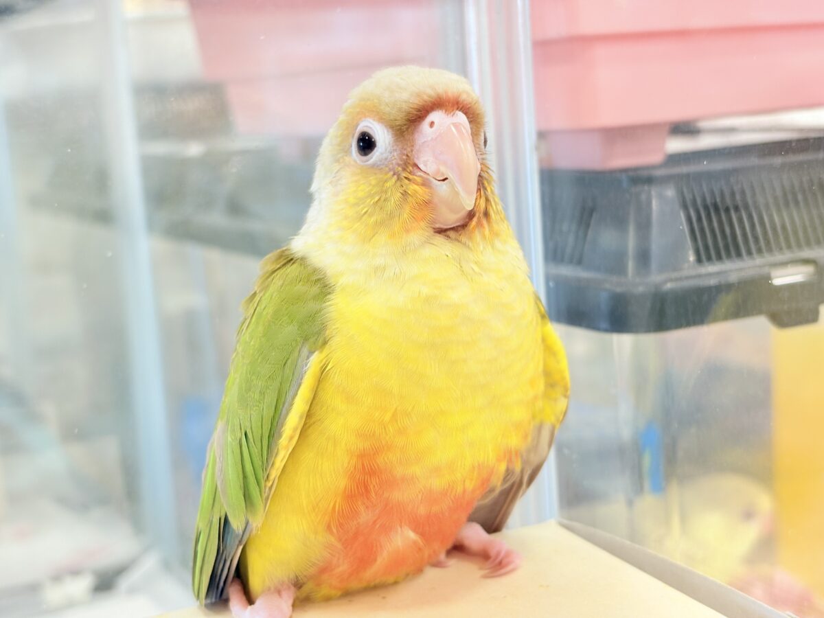 ホオミドリウロコインコ