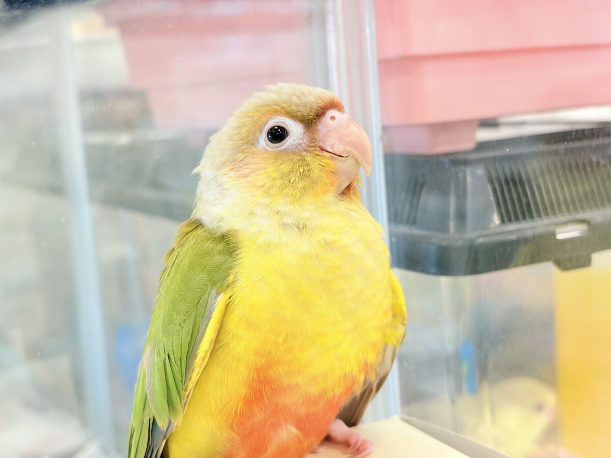 ホオミドリウロコインコ