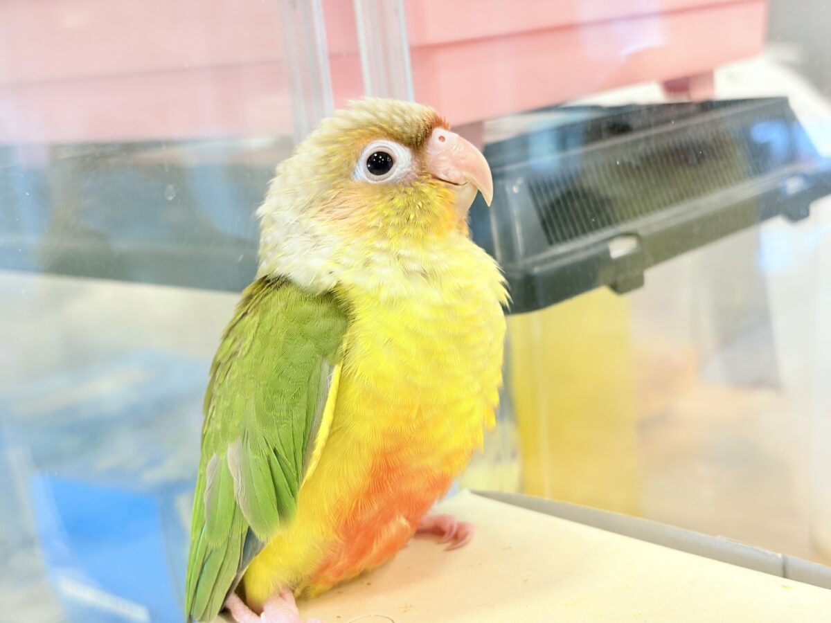 ホオミドリウロコインコ