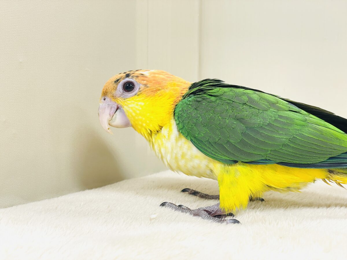 シロハラインコ
