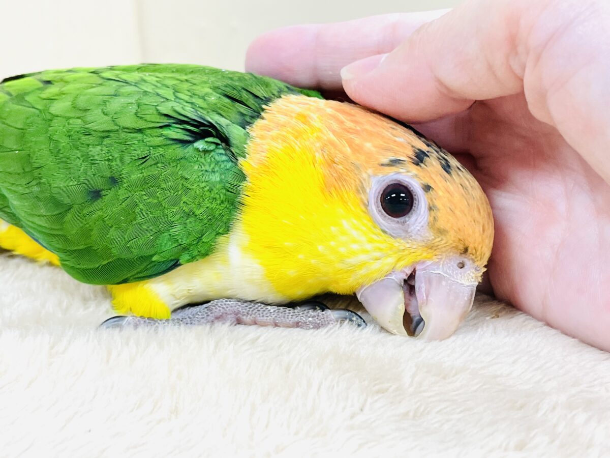 シロハラインコ