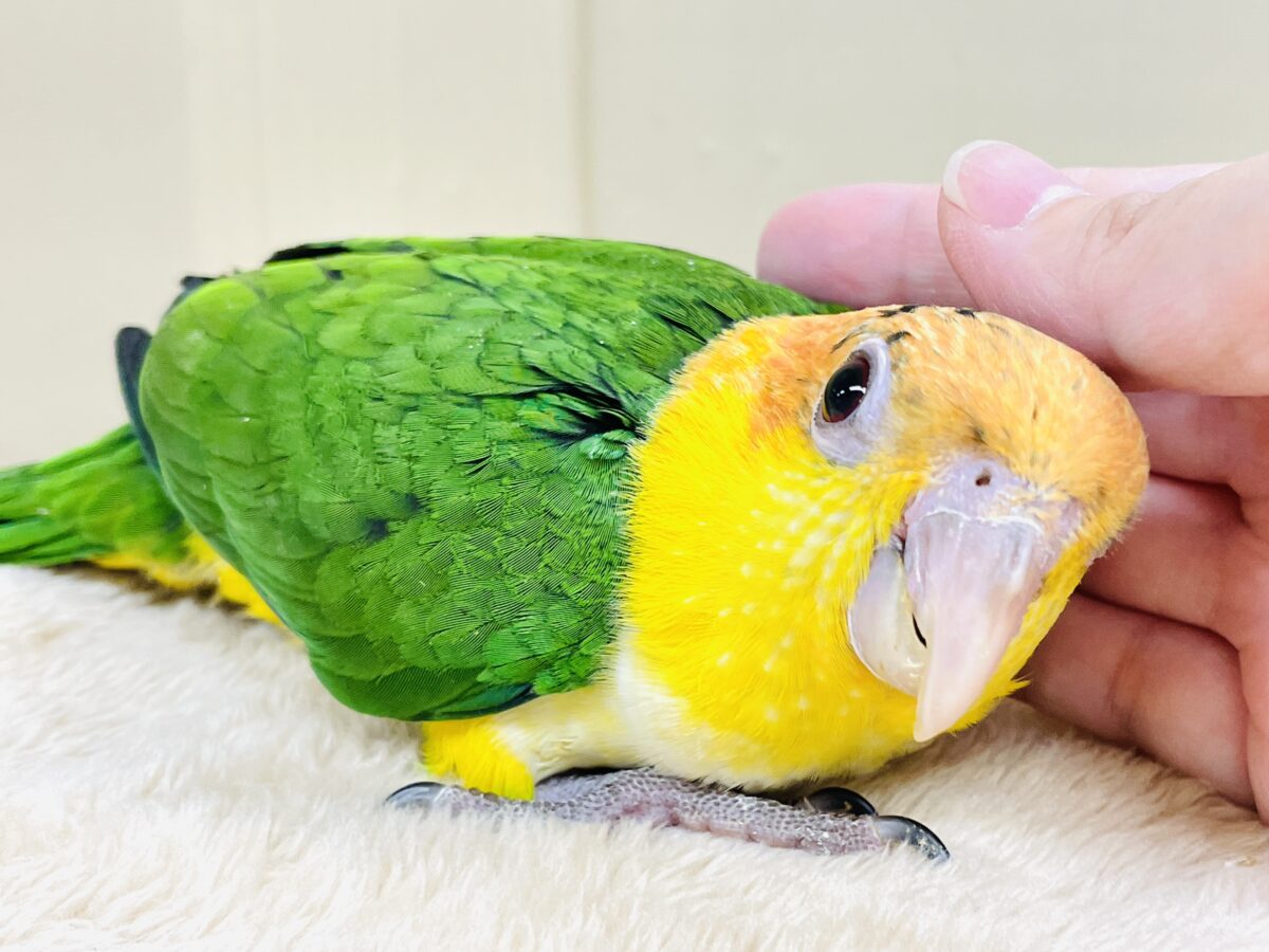 シロハラインコ