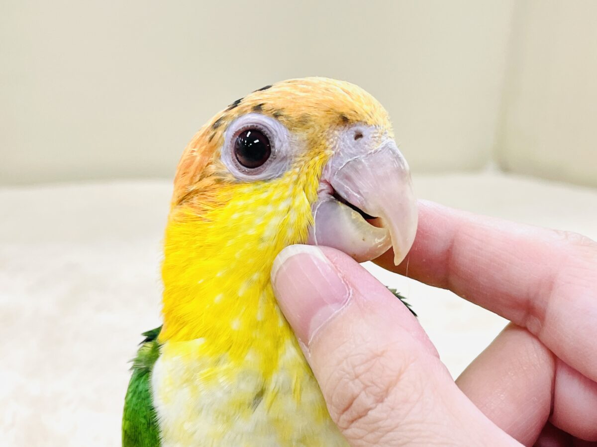 シロハラインコ