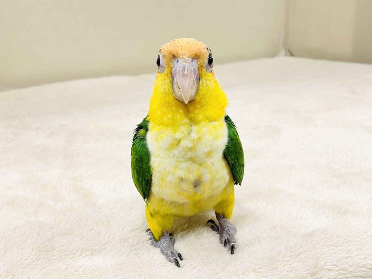 シロハラインコ