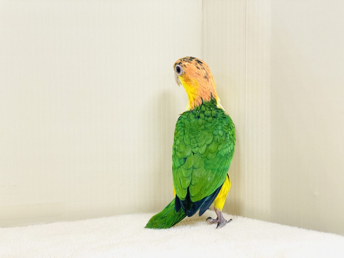 シロハラインコ