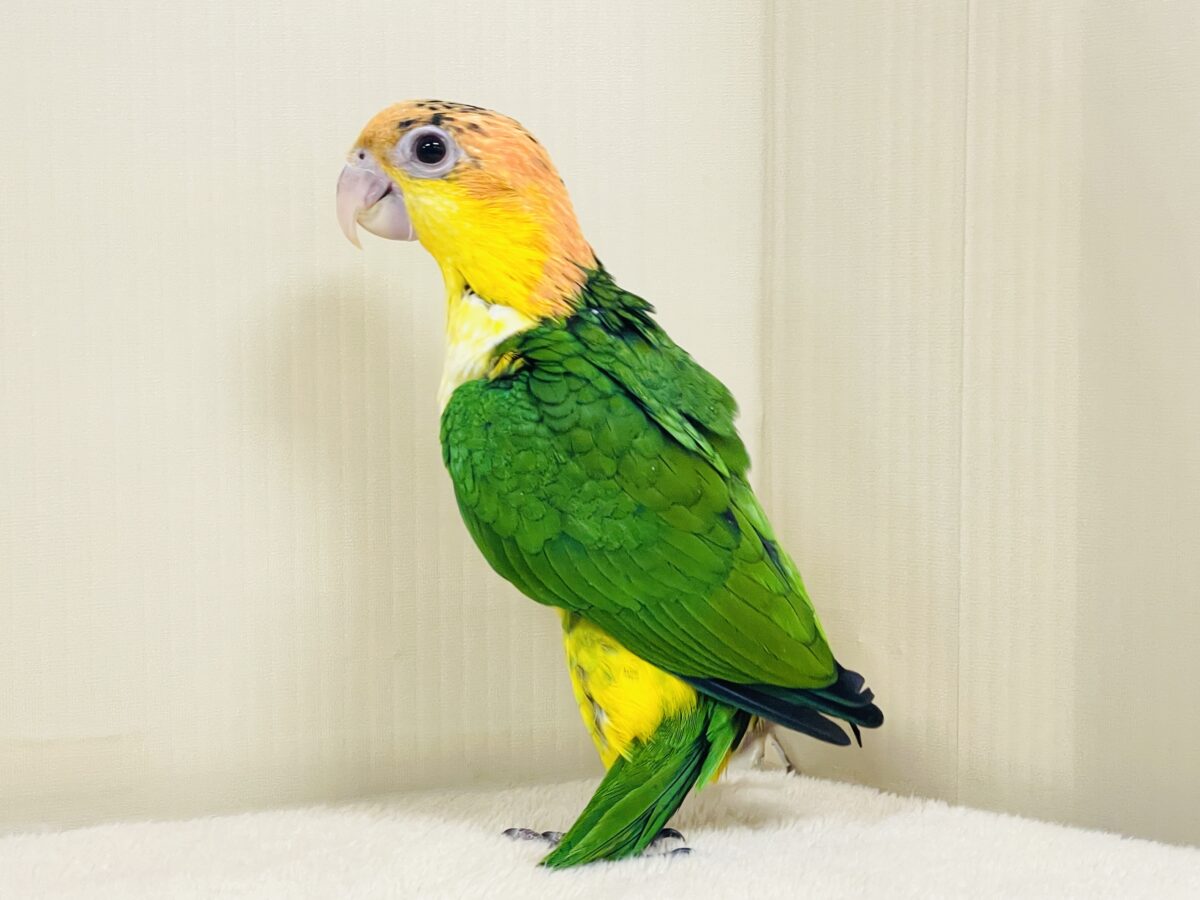 シロハラインコ
