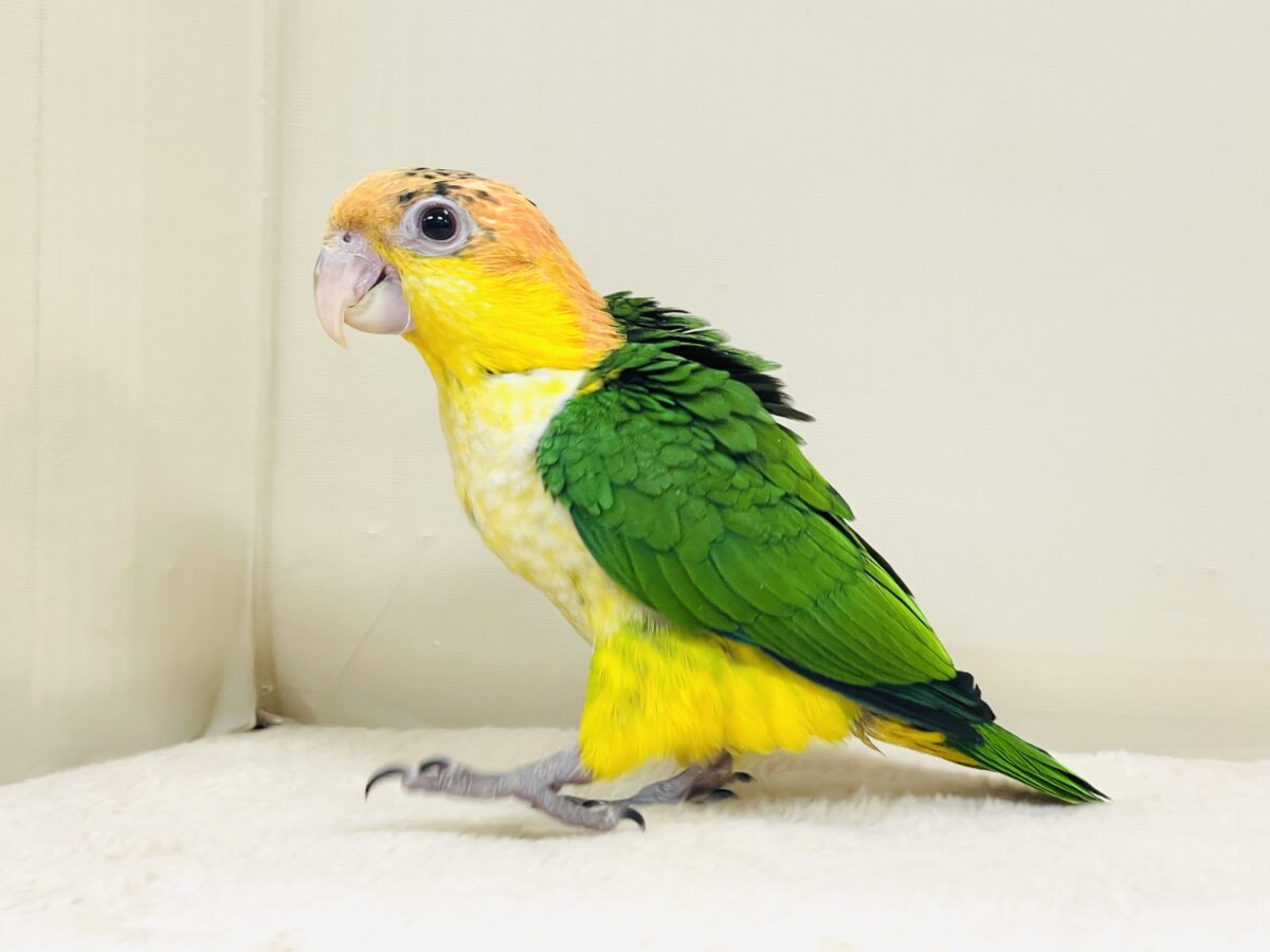 大きなおめめがチャームポイント💛💚シロハラインコ（ヒナ）