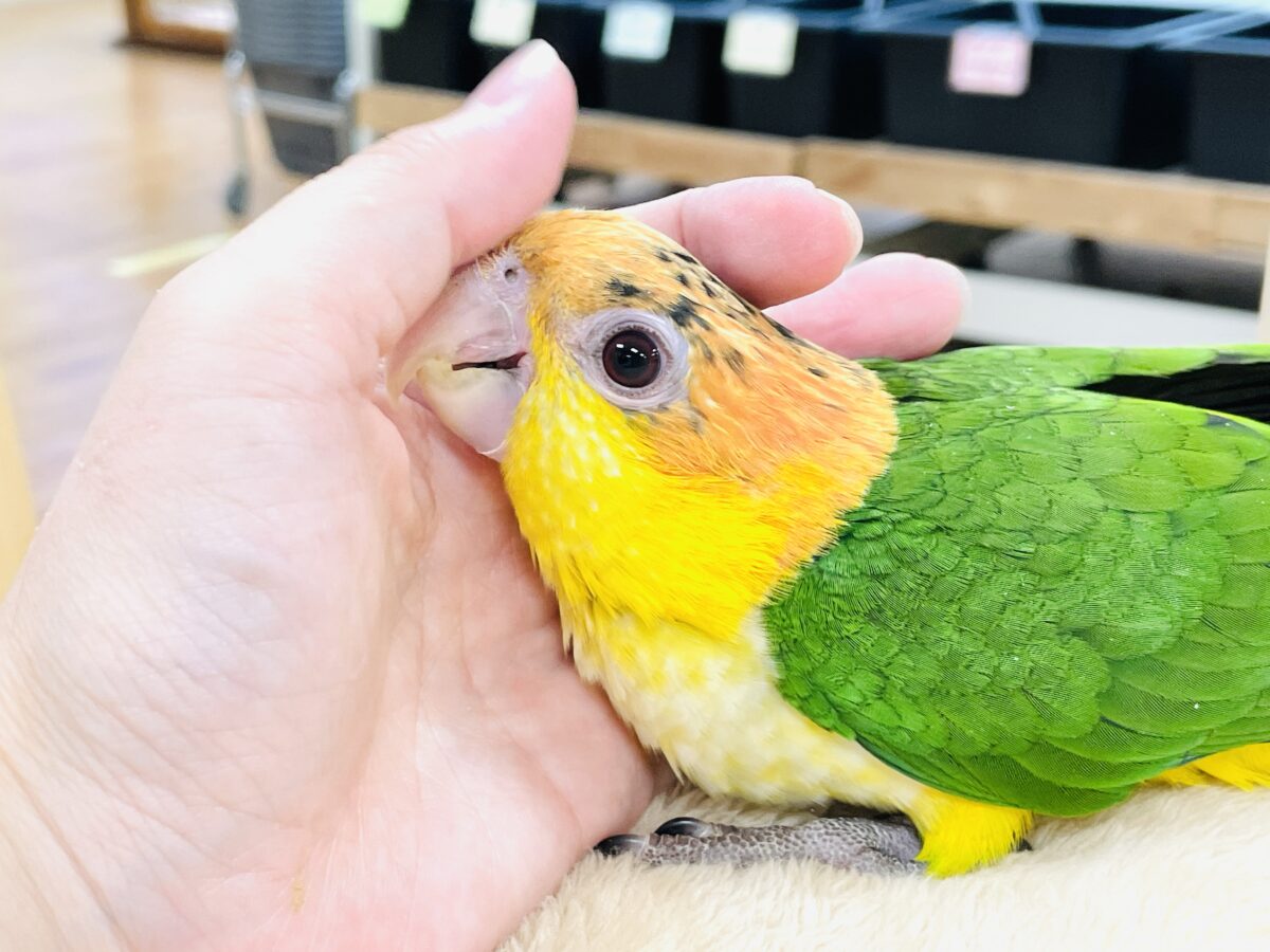 シロハラインコ