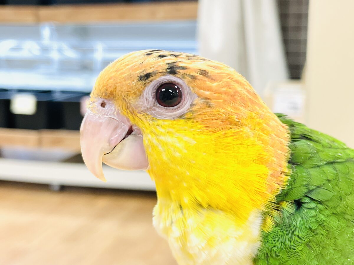 シロハラインコ